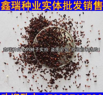 薄荷种子罗勒香草种子一年生多年生草本花卉种籽