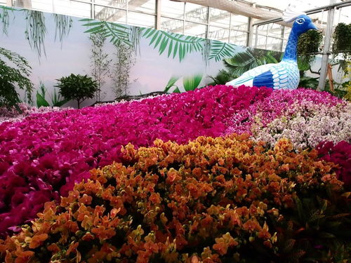首发 花博农博宣传推介视频来了