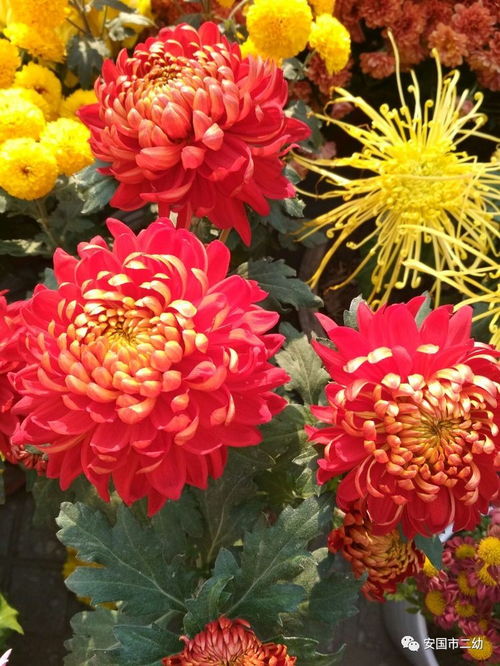 花卉 暖阳 笑脸