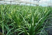 供应 韩国进口 大花蕙兰 花卉 种苗 室内观花植物_农副产品_世界工厂网中国产品信息库