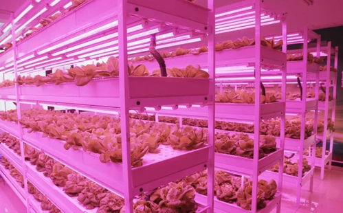未来已来 植物工厂颠覆传统农业种植方式