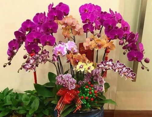 此款花卉便宜又好养,花开爆盆美如花,枝头窜满花苞,美