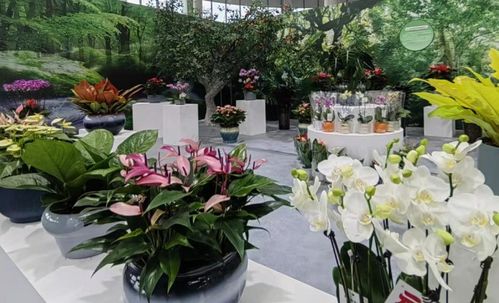 国庆假期,来山东商河赏花卉逛大集