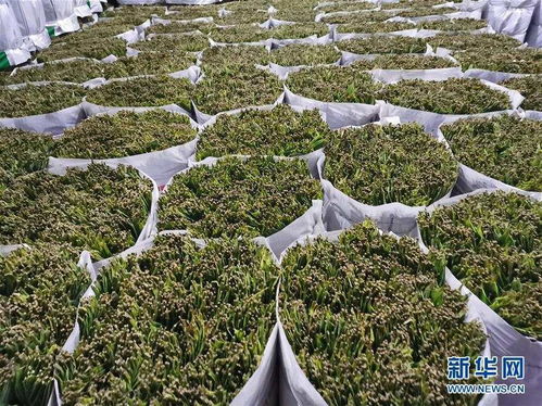小小粽叶成为武陵山区群众的 幸福叶