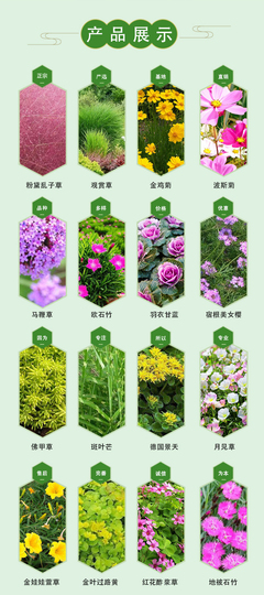 批售150万颗宿根八宝景天小苗-通达花卉耐寒宿根草花育苗基地价格低