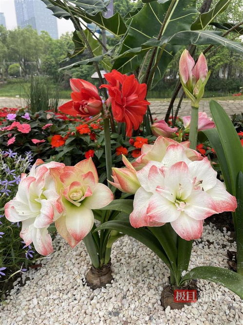 观奇花,学园艺 上千种花卉怒放世界花园大会