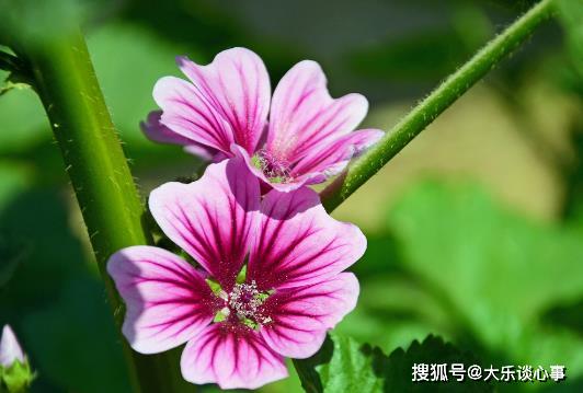 喜欢菊花,不如养盆 花中精品 锦葵,花姿雅致 花形清秀