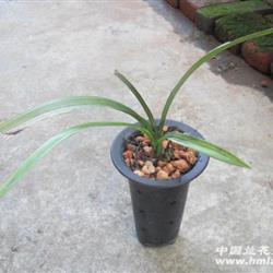 精品色花进化线艺 图斑