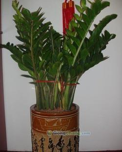 供应金钱树-合肥花卉公司-合肥绿植租摆_农副产品_世界工厂网中国产品信息库
