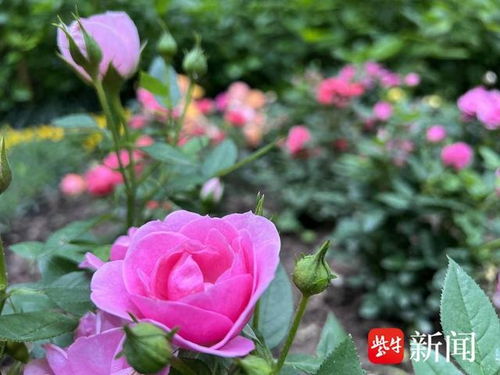 那些花儿 阳光明媚 气温上升,家门口的花卉盛开让人流连忘返