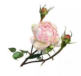 超写实花卉,比照片逼真,比真实的花美