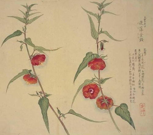 工笔花卉植物图谱精品