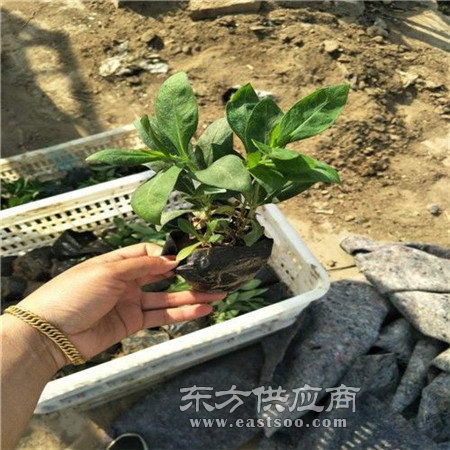 宿根花卉厂家 华茂花卉苗木 锦州宿根花卉图片