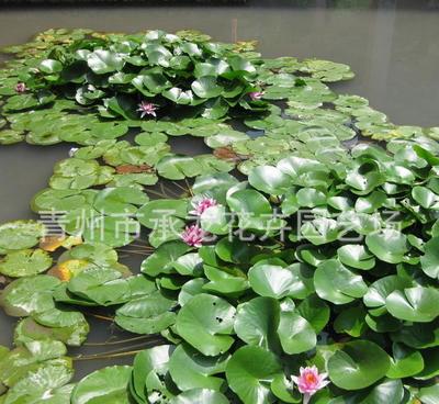 优种 睡莲 品种优良 【图】