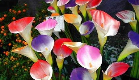 新手养花,就养盆 花中精品 马蹄莲,花似灯笼,博人眼球