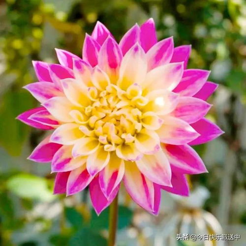 分享图片 精品大丽花.花娇色艳.花开双色.争奇斗艳