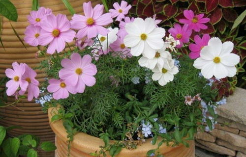 波斯菊花朵秀美,院子里养一些,开花到深秋