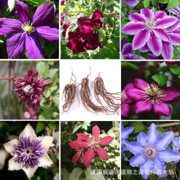 种球花卉 出售进口铁线莲种球 批发藤本花卉皇后 盆栽攀援花.图片|种球花卉 出售进口铁线莲种球 批发藤本花卉皇后 盆栽攀援花.产品图片由沭阳县潼阳镇丽之源花卉苗木场公司生产提供-