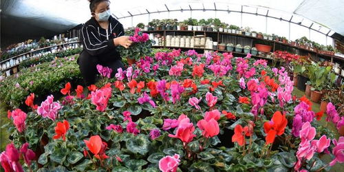 新疆焉耆县花卉走俏市场